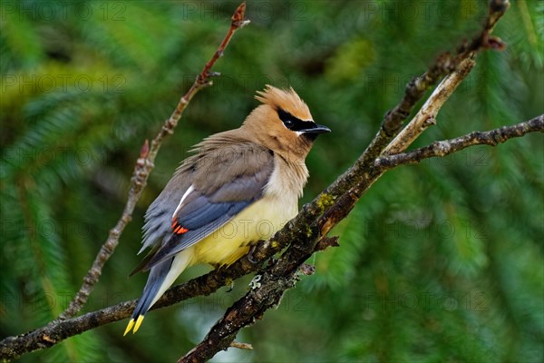 Cedar waxwing