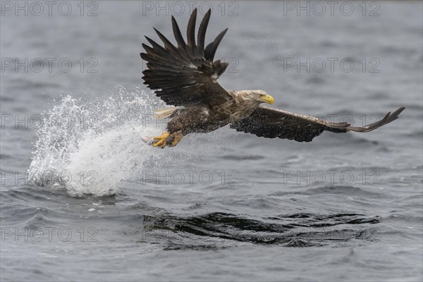 White-tailed eagle