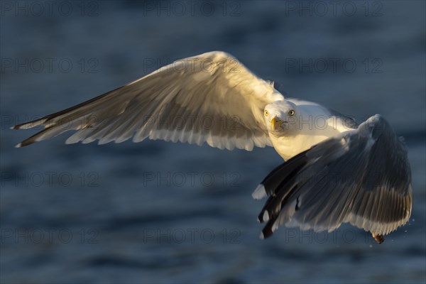 European herring gull