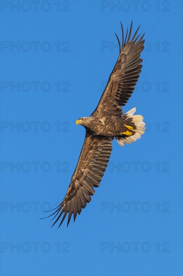 White-tailed eagle