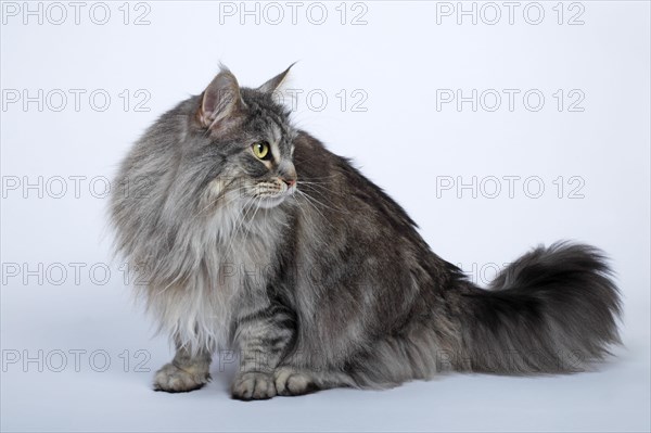 Maine coon cat