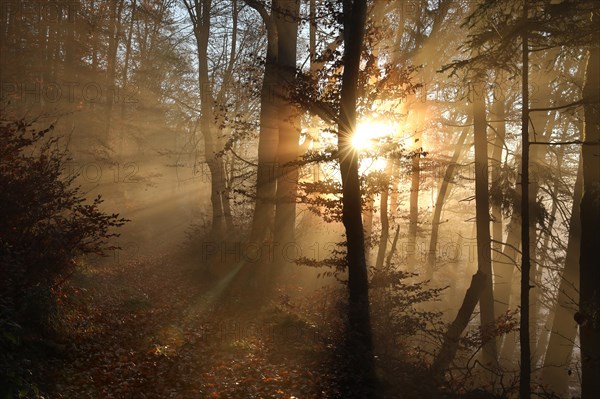 Forest path in beech forest