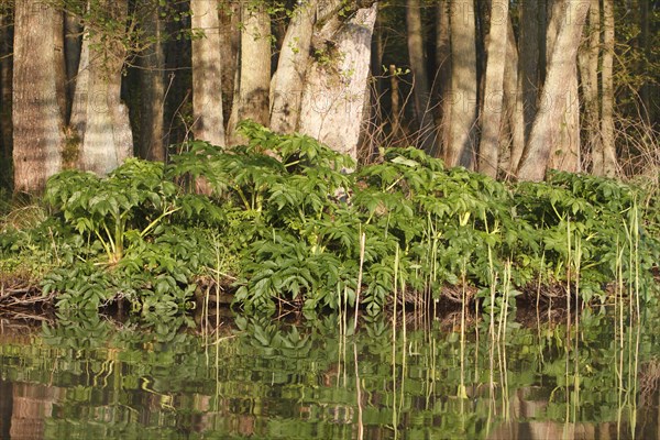 Giant hogweed