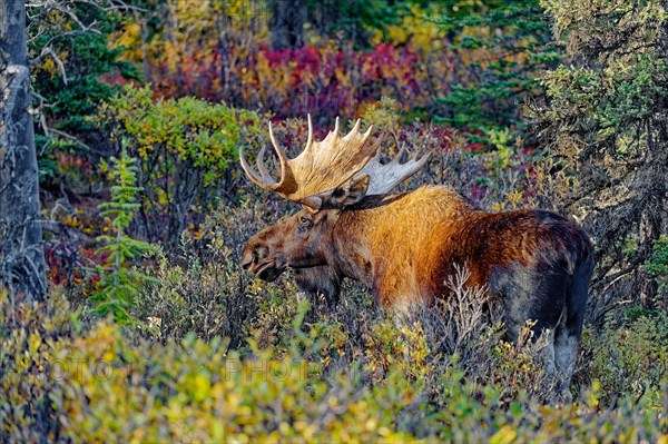 Elk