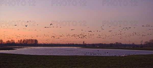 A flock of wild geese flies in the dawn over the Altrhein on Bislicher Insel