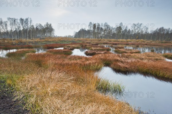 Autumn bog with narrow-leaved common cottongrass