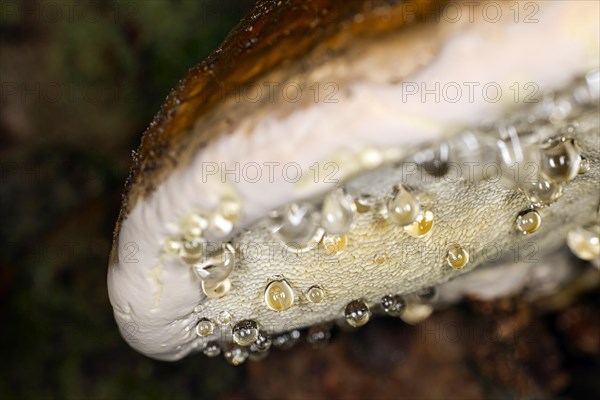 Guttation drops hanging from the underside of a shiny lacquer spore