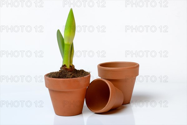 Drifting bud of an amaryllis