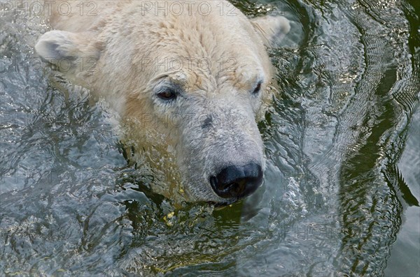 Swimming polar bear