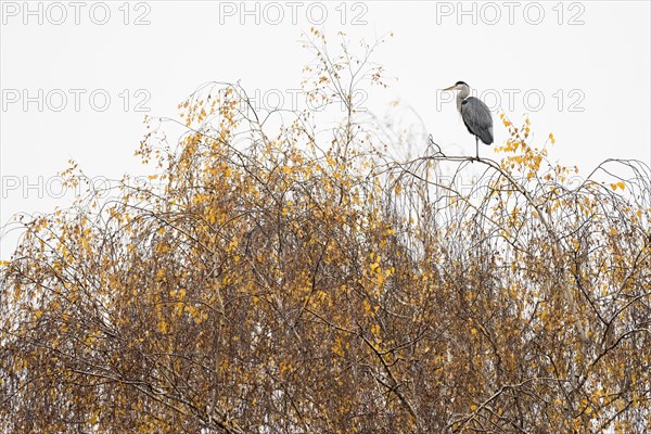 Grey heron