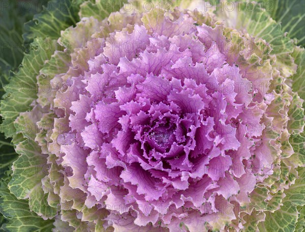 Vegetable cabbage