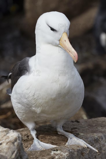 Black-browed albatross