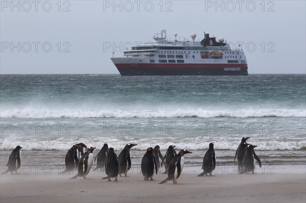 Gentoo penguins