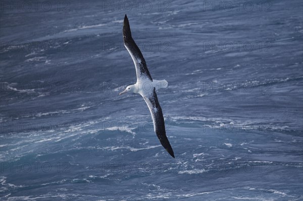 Southern royal albatross