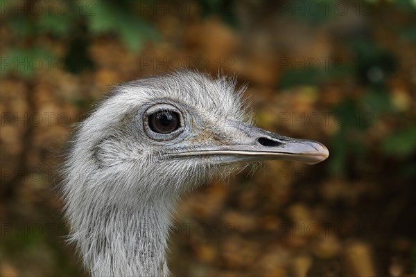 Greater rhea