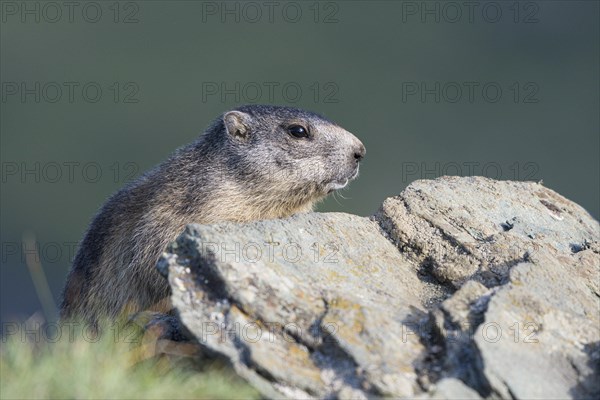 Alpine marmot