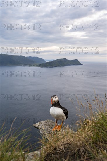 Puffin