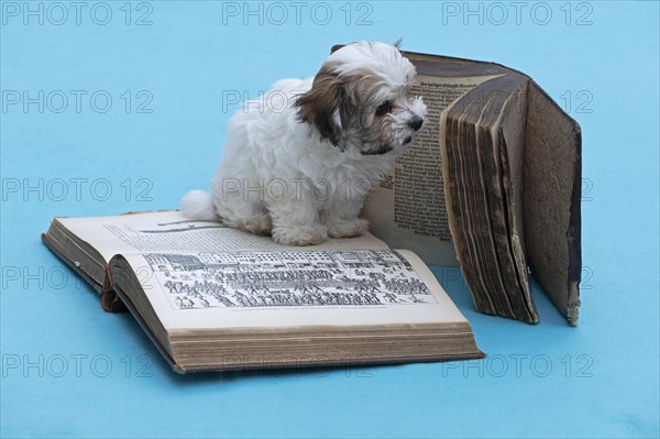 Bolonka Zwetna puppy with old books