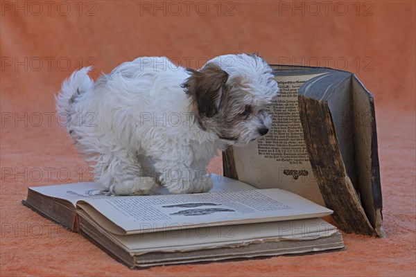 Bolonka Zwetna puppy with old books