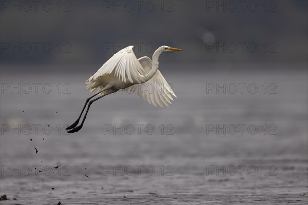 Great egret