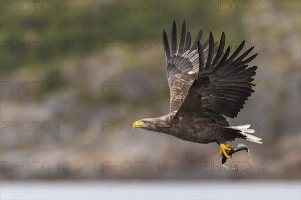 White-tailed eagle