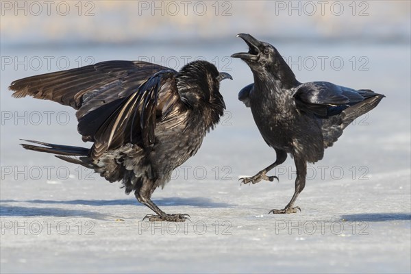 Common raven