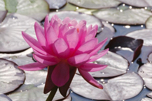 Hardy water lily