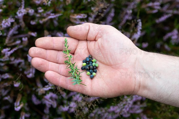 Common juniper