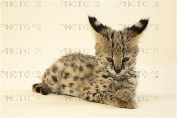Serval