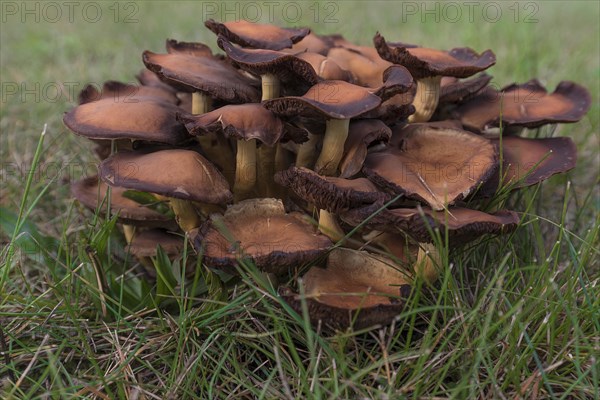 Withered sulphur tufts