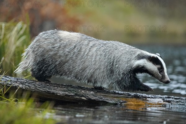 European badger