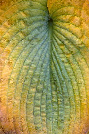 Detail of the autumn leaf of a hosta