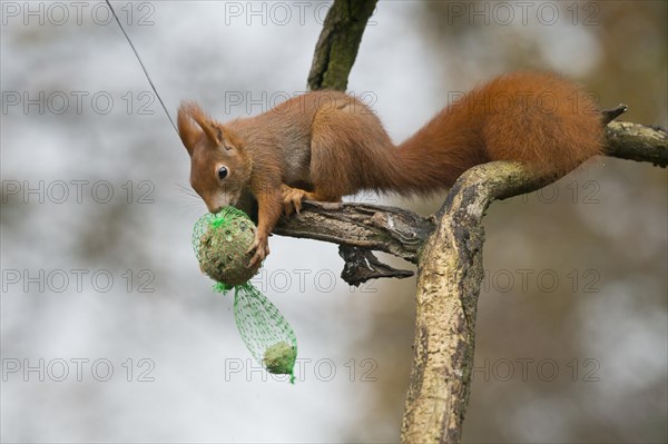 Eurasian red squirrel