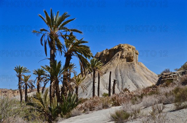 Tree stumps of palm trees