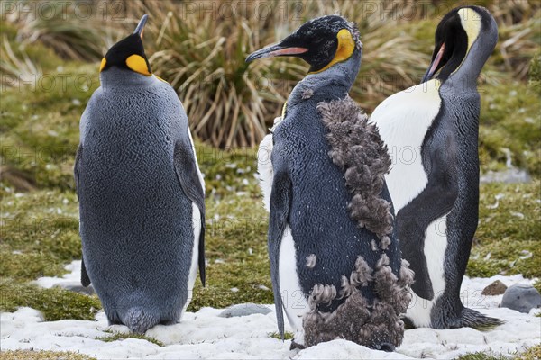 King penguins