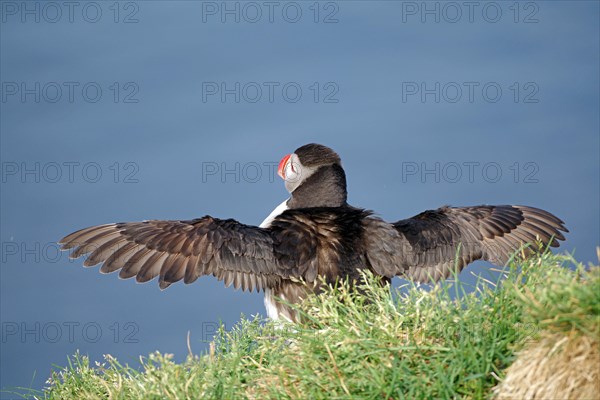 Puffin