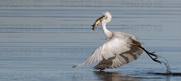 Great egret