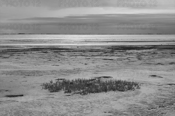 Low tide on the North Sea coast