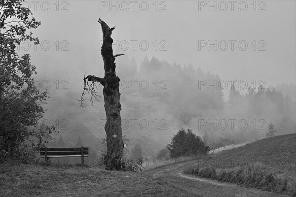 Dead tree in the fog