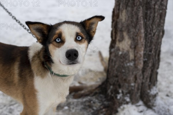 Siberian husky