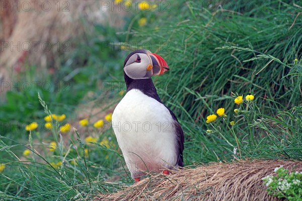 Puffin