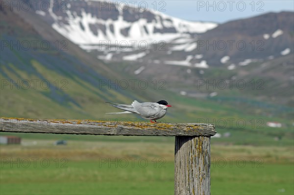 Arctic tern sitting on wooden frame