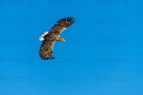 White-tailed eagle