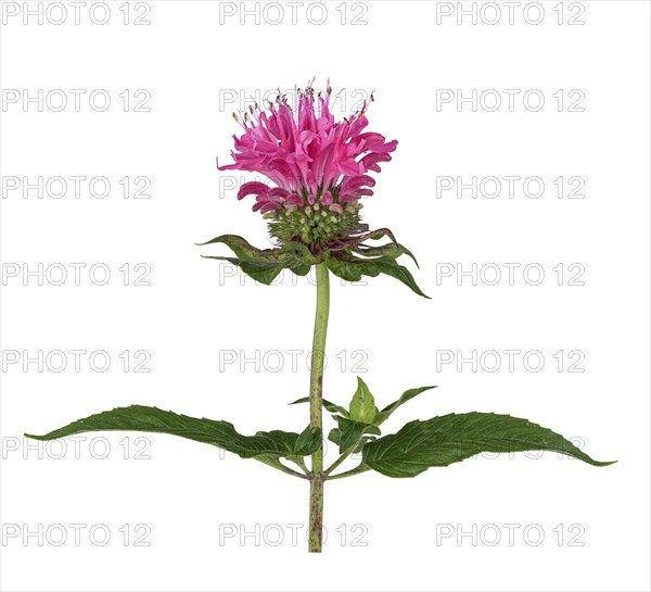 Bee balm hybrid