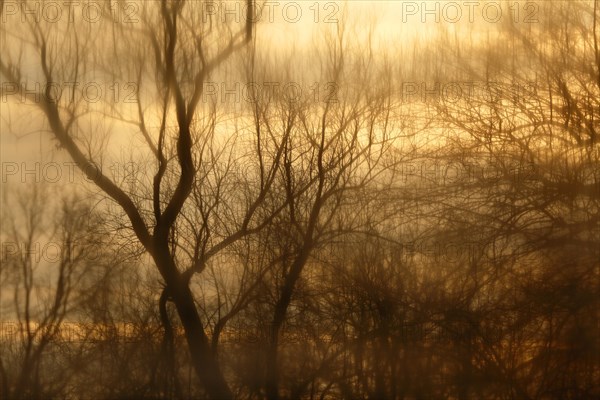 Reflection of trees in an oxbow lake in winter at sunrise