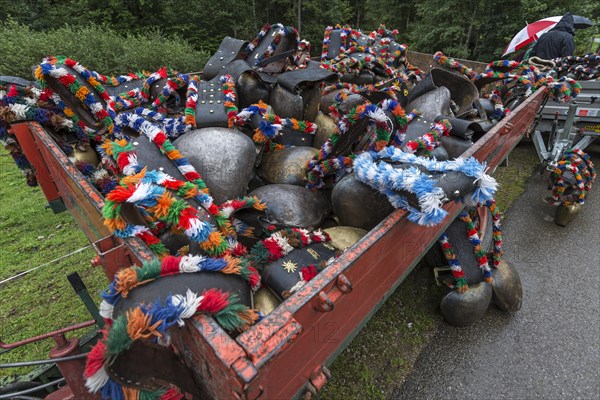 Jewellery cowbells for the cattle seperation on a loading cart