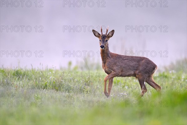 European roe deer