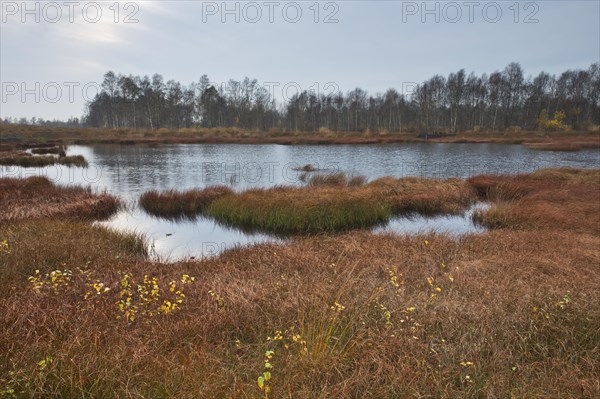 Autumn bog with narrow-leaved common cottongrass