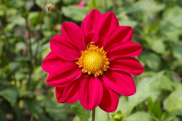 Flowering dahlia