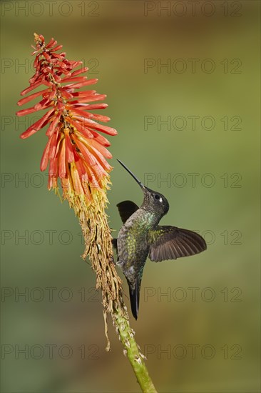 Purple-crowned Hummingbird